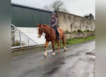 Irish Sport Horse, Gelding, 5 years, 16 hh, Chestnut