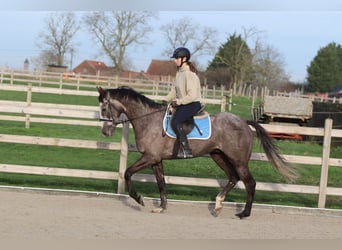 Irish Sport Horse, Gelding, 5 years, 16 hh, Grey-Blue-Tan