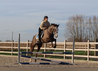 Irish Sport Horse, Gelding, 5 years, 16 hh, Grey-Blue-Tan