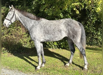 Irish Sport Horse, Gelding, 5 years, 16 hh, Grey