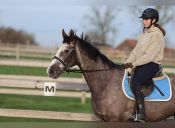 Irish Sport Horse, Gelding, 5 years, 16 hh