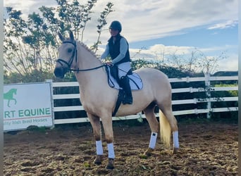 Irish Sport Horse, Gelding, 5 years, 16 hh, Palomino