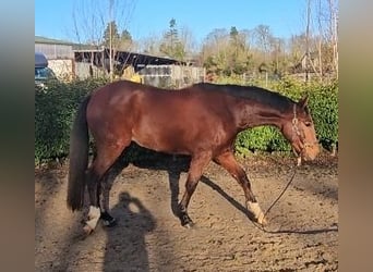 Irish Sport Horse, Gelding, 5 years, 16,1 hh, Bay