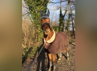 Irish Sport Horse, Gelding, 5 years, 16,1 hh, Chestnut-Red