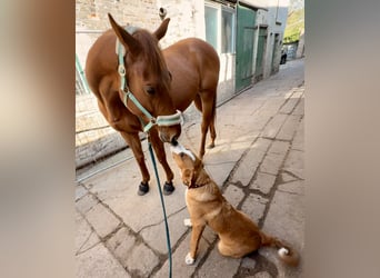 Irish Sport Horse, Gelding, 5 years, 16,1 hh, Chestnut-Red