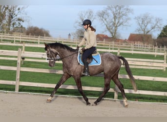 Irish Sport Horse, Gelding, 5 years, 16,1 hh, Grey-Blue-Tan