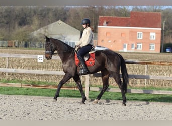 Irish Sport Horse, Gelding, 5 years, 16,1 hh