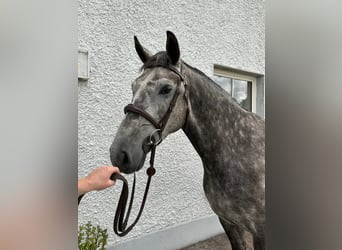 Irish Sport Horse, Gelding, 5 years, 16,1 hh, Roan-Blue