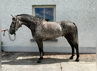 Irish Sport Horse, Gelding, 5 years, 16,1 hh, Roan-Blue