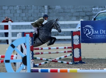Irish Sport Horse, Gelding, 5 years, 16,1 hh, Roan-Blue