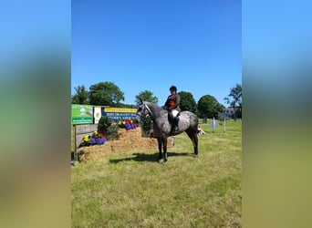 Irish Sport Horse, Gelding, 5 years, 16,1 hh, Roan-Blue