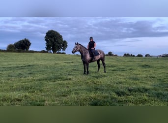 Irish Sport Horse, Gelding, 5 years, 16,1 hh, Roan-Blue
