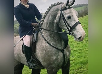 Irish Sport Horse, Gelding, 5 years, 17,1 hh, Gray