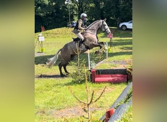 Irish Sport Horse, Wallach, 5 Jahre, 17,1 hh, Schimmel