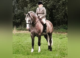 Irish Sport Horse, Wallach, 5 Jahre, 17,1 hh, Schimmel