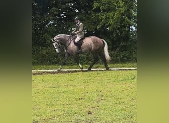 Irish Sport Horse, Wallach, 5 Jahre, 17,1 hh, Schimmel