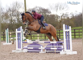 Irish Sport Horse, Gelding, 5 years, 17.2 hh, Bay