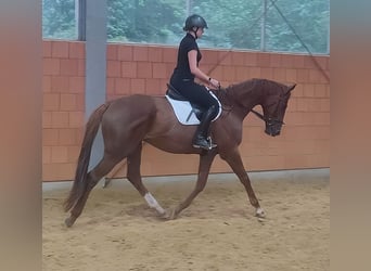Irish Sport Horse, Gelding, 5 years, 17.2 hh, Chestnut-Red
