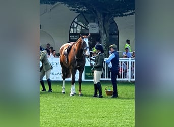 Irish Sport Horse, Gelding, 5 years, 17.2 hh, Chestnut-Red