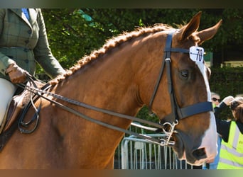 Irish Sport Horse, Gelding, 5 years, 17.2 hh, Chestnut-Red