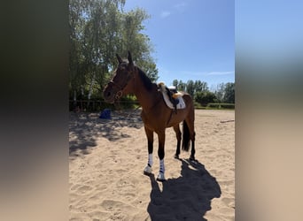 Irish Sport Horse, Gelding, 5 years, 17 hh, Brown