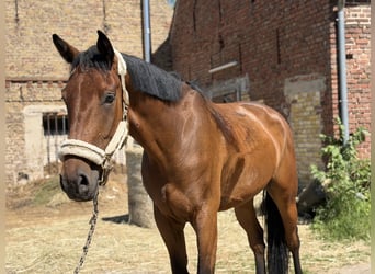 Irish Sport Horse, Gelding, 5 years, 17 hh, Brown