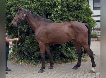 Irish Sport Horse, Gelding, 5 years, 17 hh, Brown
