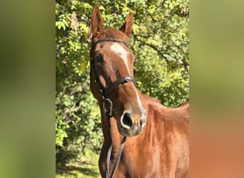 Irish Sport Horse, Gelding, 5 years, 17 hh, Chestnut-Red