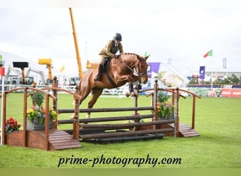 Irish Sport Horse, Gelding, 5 years, 17 hh, Chestnut