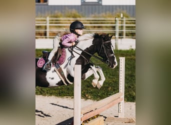 Irish Sport Horse, Gelding, 5 years, 9.1 hh