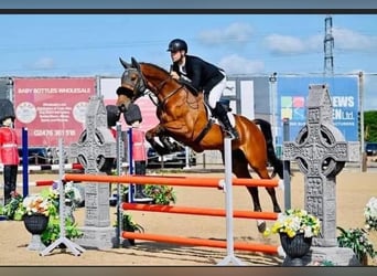 Irish Sport Horse, Gelding, 5 years, Bay