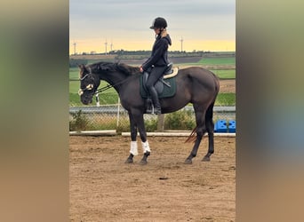 Irish Sport Horse, Gelding, 5 years, Black