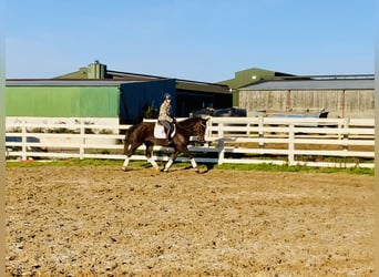 Irish Sport Horse, Gelding, 5 years, Chestnut