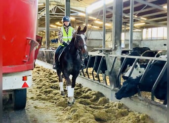 Irish Sport Horse, Gelding, 5 years, Chestnut