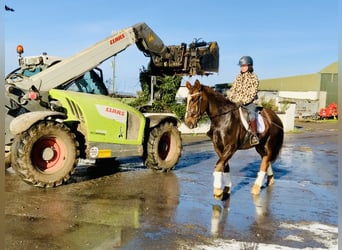 Irish Sport Horse, Gelding, 5 years, Chestnut