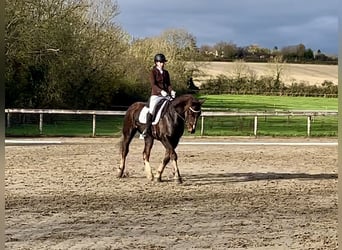 Irish Sport Horse, Gelding, 5 years, Chestnut