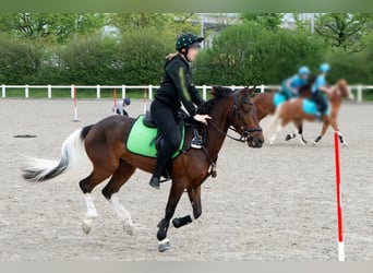 Irish Sport Horse, Gelding, 6 years, 14 hh, Pinto