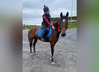 Irish Sport Horse, Gelding, 6 years, 14,2 hh, Bay