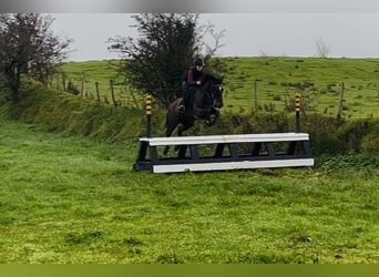 Irish Sport Horse, Gelding, 6 years, 14,2 hh, Bay