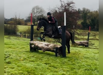 Irish Sport Horse, Gelding, 6 years, 14,2 hh, Bay