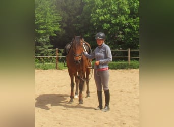 Irish Sport Horse, Gelding, 6 years, 15.1 hh, Brown
