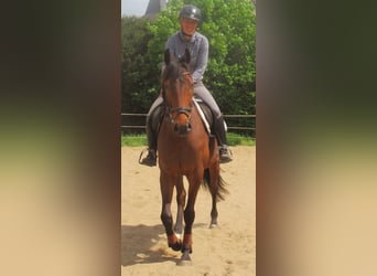 Irish Sport Horse, Gelding, 6 years, 15.1 hh, Brown