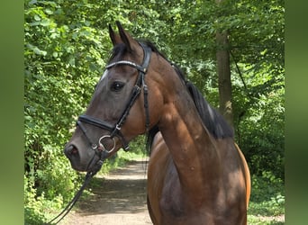 Irish Sport Horse Mix, Gelding, 6 years, 15.2 hh, Bay-Dark