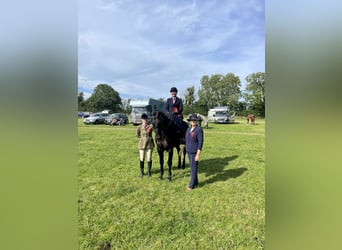 Irish Sport Horse, Gelding, 6 years, 15.2 hh, Black