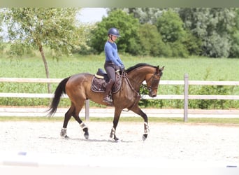 Irish Sport Horse, Gelding, 6 years, 15.2 hh, Brown