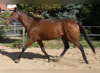 Irish Sport Horse, Gelding, 6 years, 15.2 hh, Brown