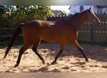 Irish Sport Horse, Gelding, 6 years, 15.2 hh, Brown