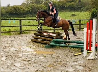 Irish Sport Horse, Gelding, 6 years, 15.2 hh, Brown-Light