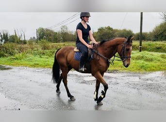 Irish Sport Horse, Gelding, 6 years, 15.2 hh, Brown-Light