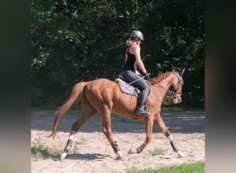 Irish Sport Horse, Gelding, 6 years, 15.2 hh, Chestnut-Red